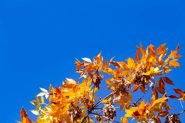 Fundo outono. folhas amarelas em um contexto do céu azul. fundo natural — Fotografia de Stock