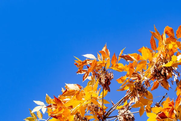 Fond d'automne. feuilles jaunes sur un fond de ciel bleu. fond naturel — Photo