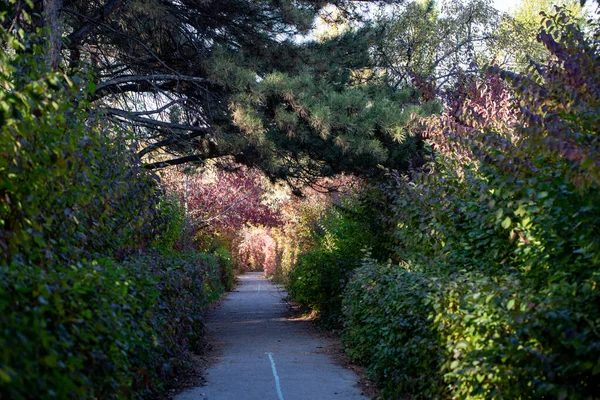 Sonbahar orman manzarası. Güzel ağaçlar. Mavi gökyüzü. doğal arkaplan