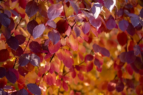 Höstlöven är röda gula och gröna. Vacker höst bakgrund. — Stockfoto