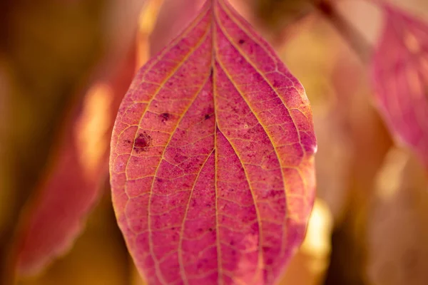 Herfst bladeren zijn rood geel en groen. Mooie herfst achtergrond. — Stockfoto