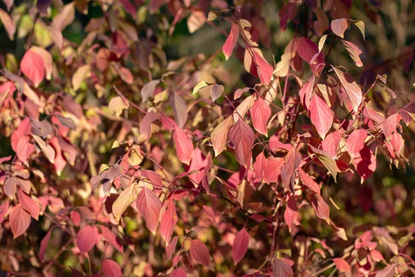 Höstlöven är röda gula och gröna. Vacker höst bakgrund. — Stockfoto