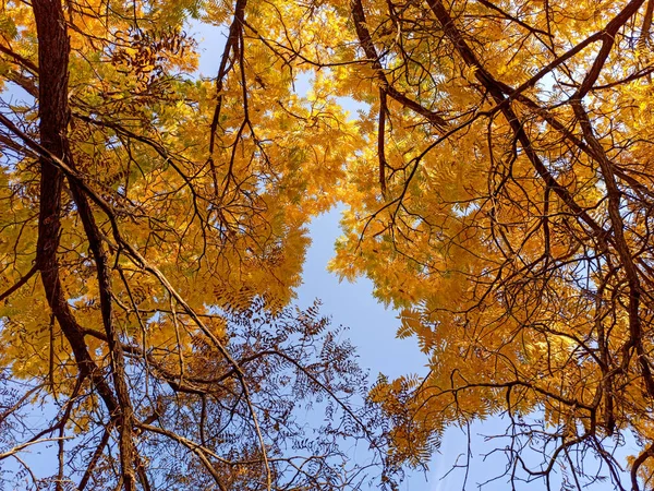 Branches d'automne avec des feuilles sur un fond bleu ciel. Magnifique — Photo