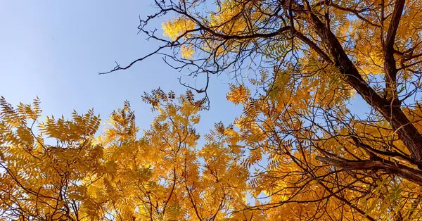 Branches d'automne avec des feuilles sur un fond bleu ciel. Magnifique — Photo