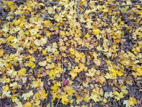 Folhas de outono são vermelho amarelo e verde. Belo Outono Backgro — Fotografia de Stock
