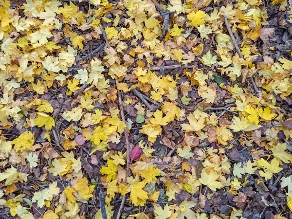 Las hojas otoñales son rojas amarillas y verdes. Hermoso Backgro de otoño — Foto de Stock