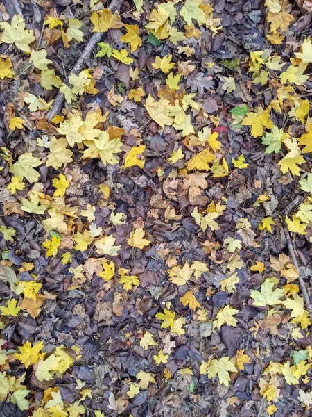 Осенние листья красно-жёлтые и зелёные. Одинокий Бэкгро — стоковое фото