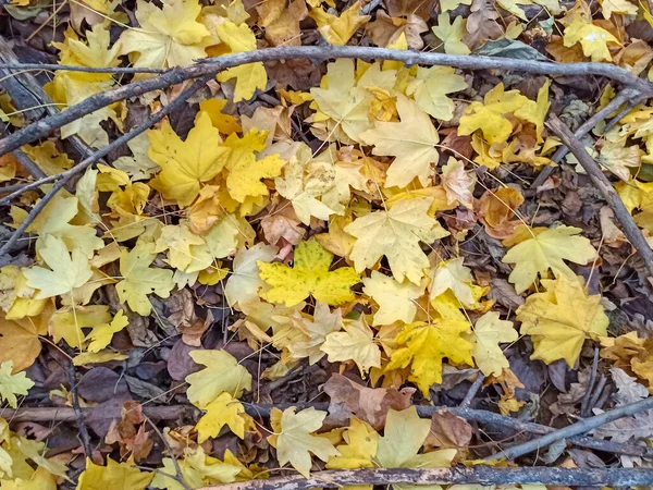 Herbstblätter sind rot-gelb und grün. schöner Herbst-Backgro — Stockfoto