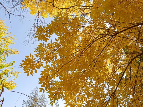 Les feuilles d'automne sont jaune rouge et vert. Belle Automne Backgro — Photo
