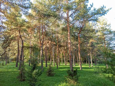 Mavi gökyüzünün arka planında Noel ağacı dalları ve iğneleri.