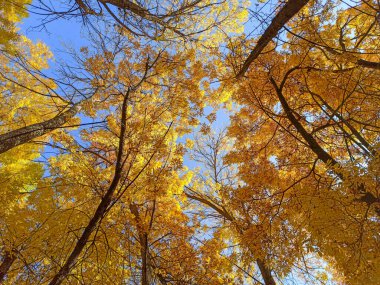 Mavi arka planda yaprakları olan sonbahar dalları. Güzel 
