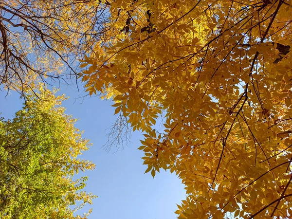 Branches d'automne avec des feuilles sur un fond bleu ciel. Magnifique — Photo