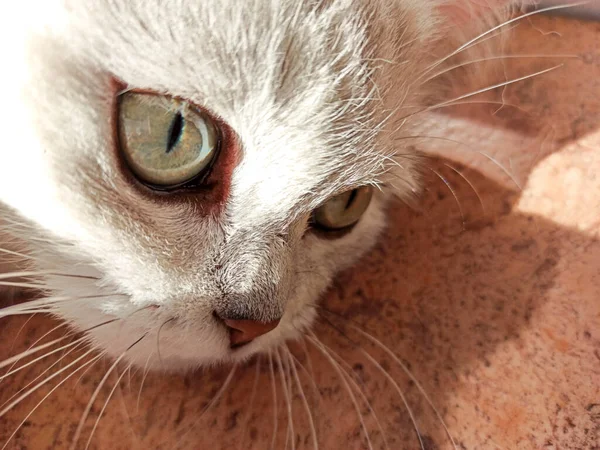 Katze in der Sonne. Close-up Katzenporträt. weiße Katze der Briten — Stockfoto