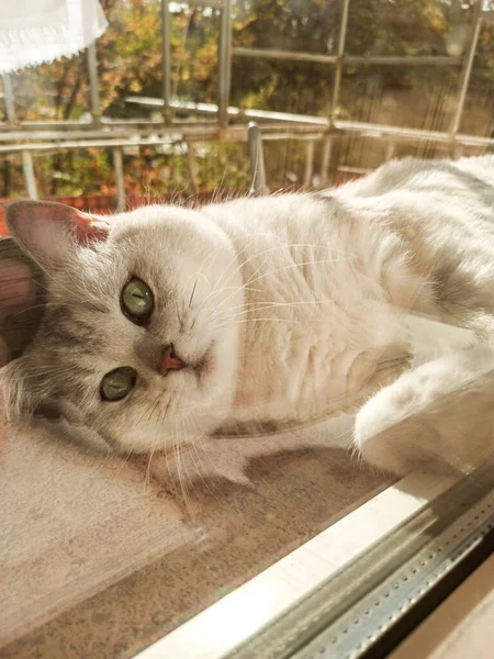 Kot na słońcu. Zwierzę ogrzewa się na balkonie. biały kot — Zdjęcie stockowe
