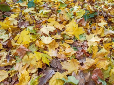 Sonbahar yaprakları kırmızı sarı ve yeşildir. Güzel Sonbahar Sırtı