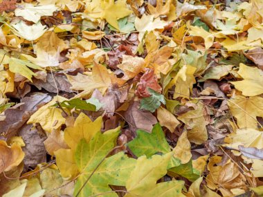 Sonbahar yaprakları kırmızı sarı ve yeşildir. Güzel Sonbahar Sırtı