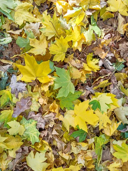 Осенние листья красно-жёлтые и зелёные. Одинокий Бэкгро — стоковое фото