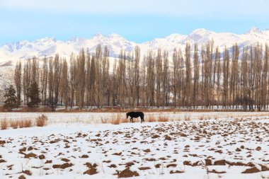 Winter mountain landscape. Field in the snow against the background of trees and snowy mountains. Kyrgyzstan Natural landscape
