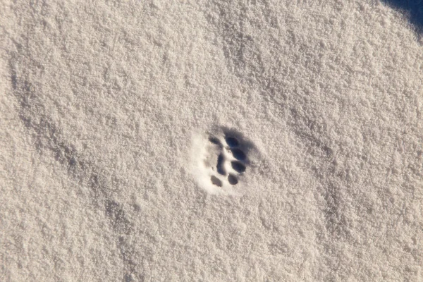 Trace of a small animal in the snow. Winter snow — Stockfoto