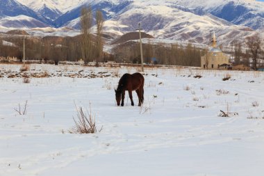 Horse on a winter pasture in the mountains. Kyrgyzstan Natural landscape.