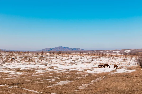 Koně Pasou Zasněžené Louce Horách Kyrgyzstán — Stock fotografie