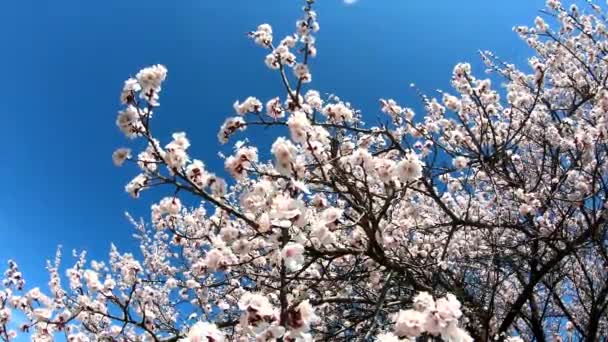 春の花の背景 青空を背景にアプリコットを咲かせます 開花木と太陽のフレアと美しい自然シーン 春の花 — ストック動画