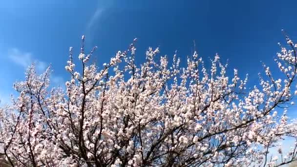 Sfondo Fiore Primavera Albicocca Fiorita Uno Sfondo Cielo Blu Bella — Video Stock