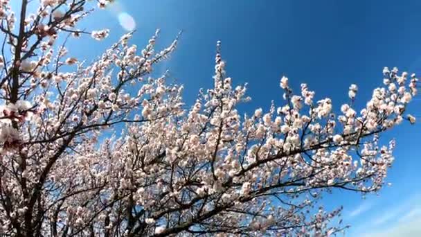 春の花の背景 青空を背景にアプリコットを咲かせます 開花木と太陽のフレアと美しい自然シーン 春の花 — ストック動画