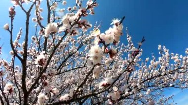 Bahar çiçeği arka planı. Mavi gökyüzünün arka planında çiçek açan kayısı. Çiçek açan ağaç ve güneş ışığıyla güzel bir doğa sahnesi. Bahar çiçekleri.