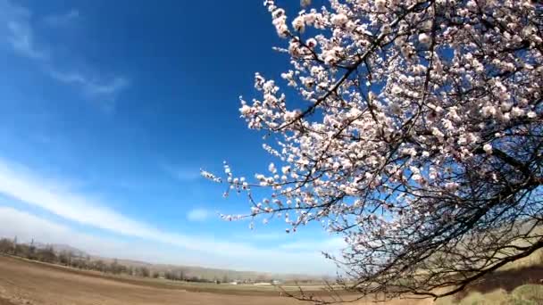 Frühlingsblüher Hintergrund Blühende Aprikose Vor Blauem Himmel Schöne Naturszene Mit — Stockvideo