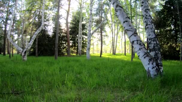 Green Grass Park Summer Time — Stock Video