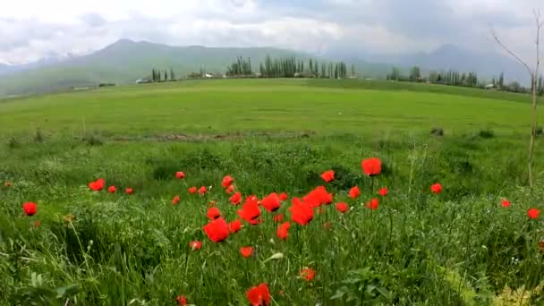 Červený mák na pozadí rozzlobených hor. Letní a jarní příroda. Krásné květiny