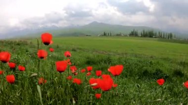Kızgın dağların arka planında kırmızı gelincikler. Yaz ve bahar doğası. Güzel çiçekler.