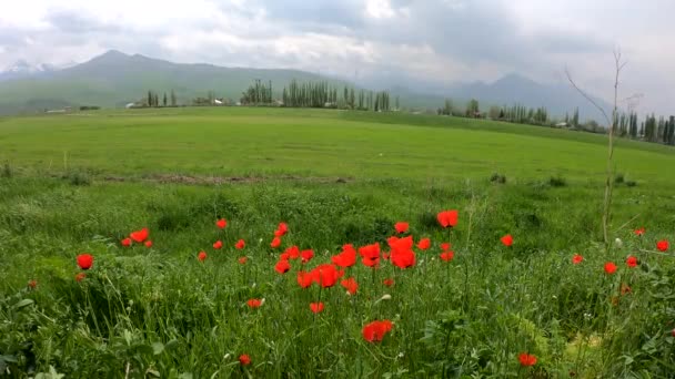 怒りの山々の背景に赤いケシ 夏と春の自然 美しい花 — ストック動画