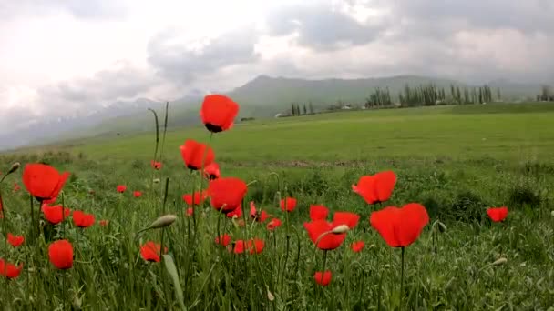 在愤怒的群山的背景上 红色的罂粟 夏天和春天的自然 美丽的花朵 — 图库视频影像
