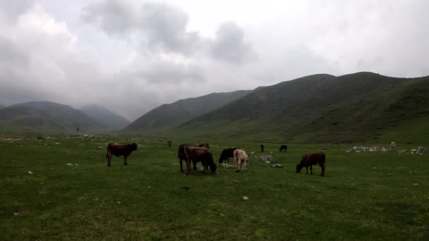 Vacas Pastando Prado Cielo Hierba Verde Árboles Trabajo Granja Antecedentes — Vídeos de Stock