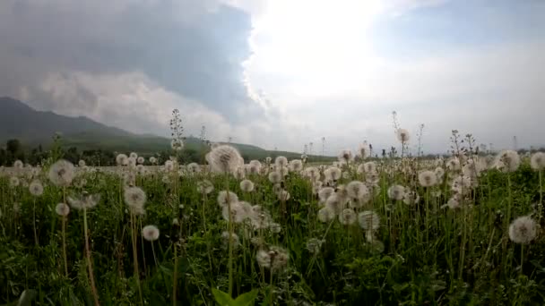 Paardenbloem Veld Een Bewolkte Dag Dag Buiten Stad — Stockvideo