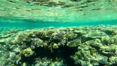 Kızıl Deniz 'in faunası. Resimli mercan resifi boyunca güzel gümüş balıklar yüzer. Açık mavi sudaki balıkların dinamik videosu. Su altı dünyasının güzel arka planı.