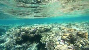 Kızıl Deniz 'in faunası. Resimli mercan resifi boyunca güzel gümüş balıklar yüzer. Açık mavi sudaki balıkların dinamik videosu. Su altı dünyasının güzel arka planı.