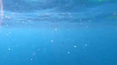 Kızıl Deniz 'in faunası. Resimli mercan resifi boyunca güzel gümüş balıklar yüzer. Açık mavi sudaki balıkların dinamik videosu. Su altı dünyasının güzel arka planı.