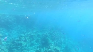 Kızıl Deniz 'in faunası. Resimli mercan resifi boyunca güzel gümüş balıklar yüzer. Açık mavi sudaki balıkların dinamik videosu. Su altı dünyasının güzel arka planı.