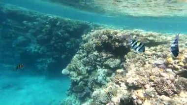 Kızıl Deniz 'in faunası. Resimli mercan resifi boyunca güzel gümüş balıklar yüzer. Açık mavi sudaki balıkların dinamik videosu. Su altı dünyasının güzel arka planı.