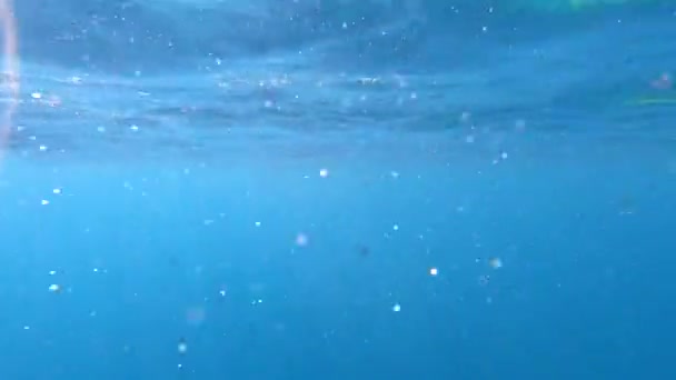 La faune de la mer Rouge. De beaux poissons argentés nagent le long du pittoresque récif corallien. Vidéo dynamique de poissons en eau bleue claire. Beau fond du monde sous-marin .