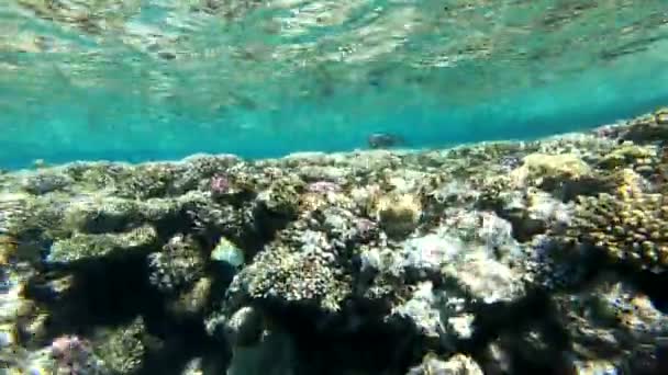 Fauna Mar Vermelho Belos Peixes Prateados Nadam Longo Pitoresco Recife — Vídeo de Stock