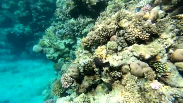 Die Fauna Des Roten Meeres Schöne Silberfische Schwimmen Entlang Des — Stockvideo