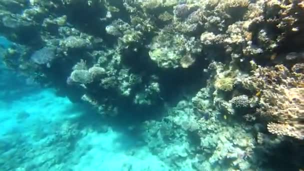 Fauna Morza Czerwonego Piękne Srebrne Ryby Pływają Wzdłuż Malowniczej Rafy — Wideo stockowe