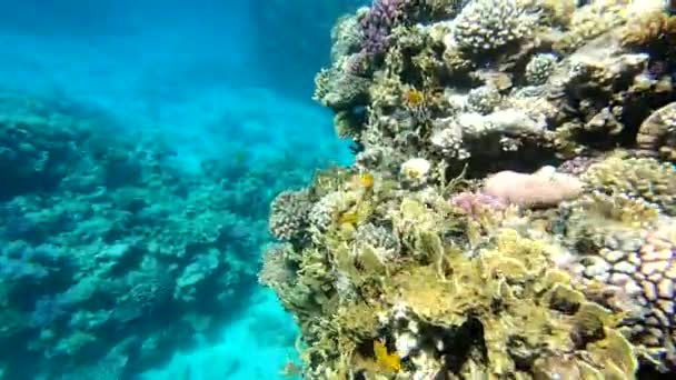 Die Fauna Des Roten Meeres Schöne Silberfische Schwimmen Entlang Des — Stockvideo