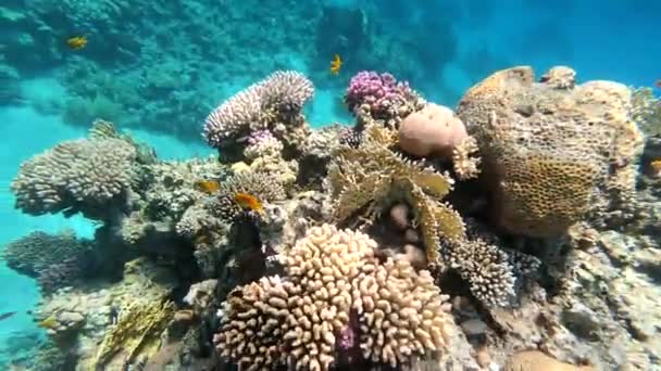 Faune Mer Rouge Beaux Poissons Argentés Nagent Long Pittoresque Récif — Video