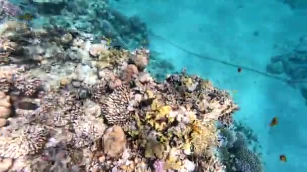 Фауна Червоного Моря Мальовничому Кораловому Рифі Плаває Прекрасна Срібна Риба — стокове відео