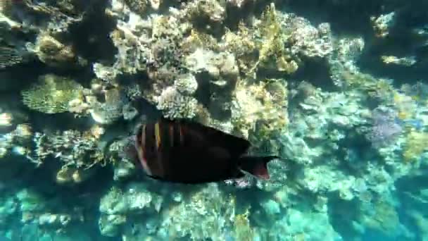 红海的动物 美丽的银色鱼沿着风景如画的珊瑚礁游来游去 清晰蓝水中的鱼的动态视频 水下世界的美丽背景 — 图库视频影像